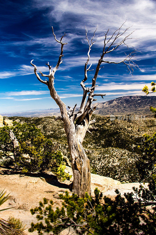 亚利桑那州Windy Point Vista的沙漠景色中，一棵枯树的口音
